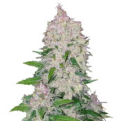 Fast Buds - Six Shooter Automatic (5 Samen Packung)