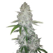 Fast Buds - Gorilla Glue Automatic seeds (5 Samen Packung)