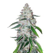 Fast Buds - Tangie'Matic (5 Samen Packung)