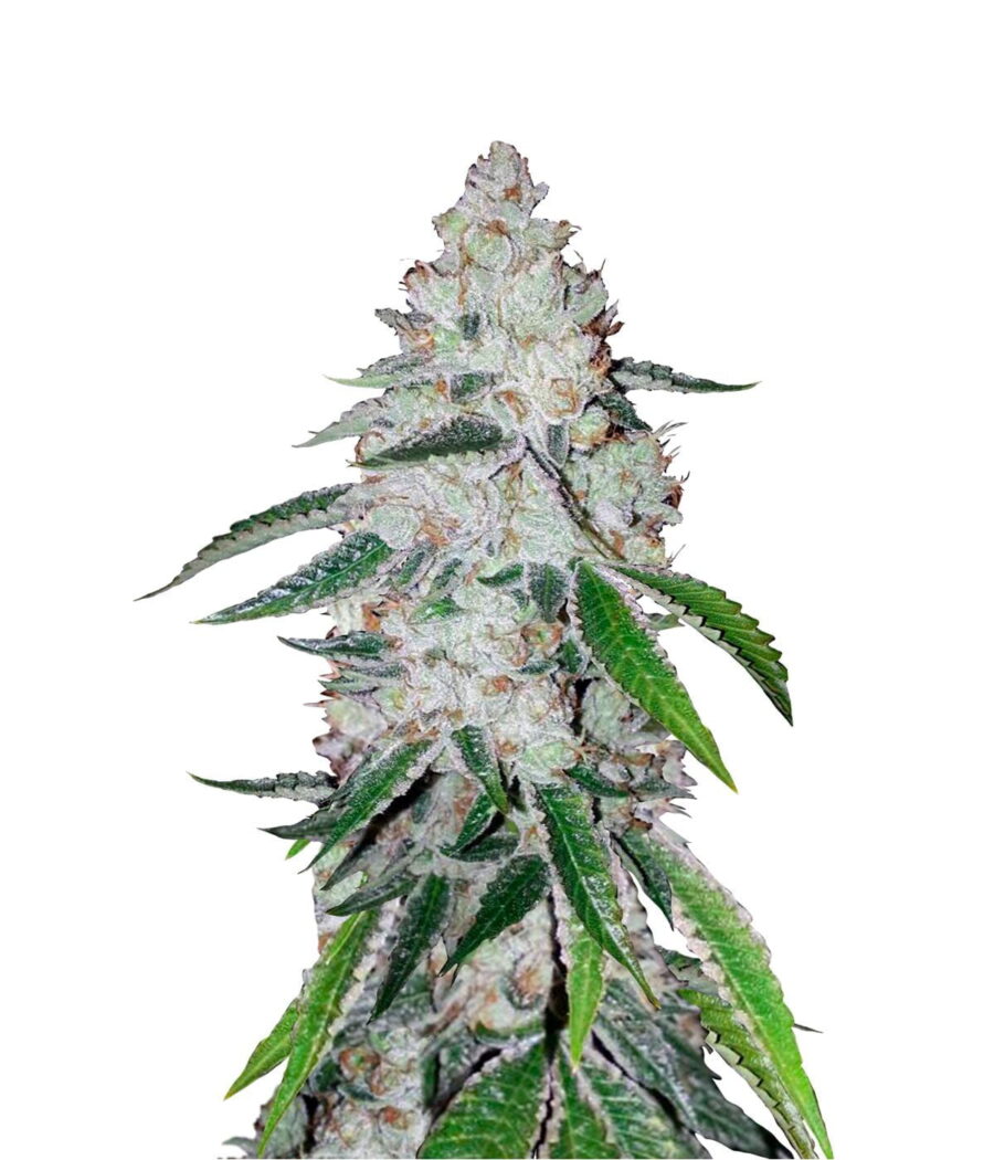 Fast Buds - West Coast OG Automatic (5 Samen Packung)