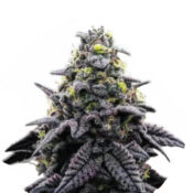 Narcos Blackbeard Feminized (3 Samen Packung)