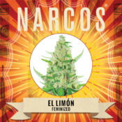 Narcos El Limón Feminized (5 Samen Packung)