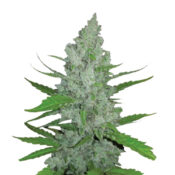 Narcos Grieselda White Widow Feminized (5 Samen Packung)