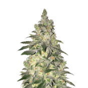 Narcos Grieselda White Widow Feminized (5 Samen Packung)