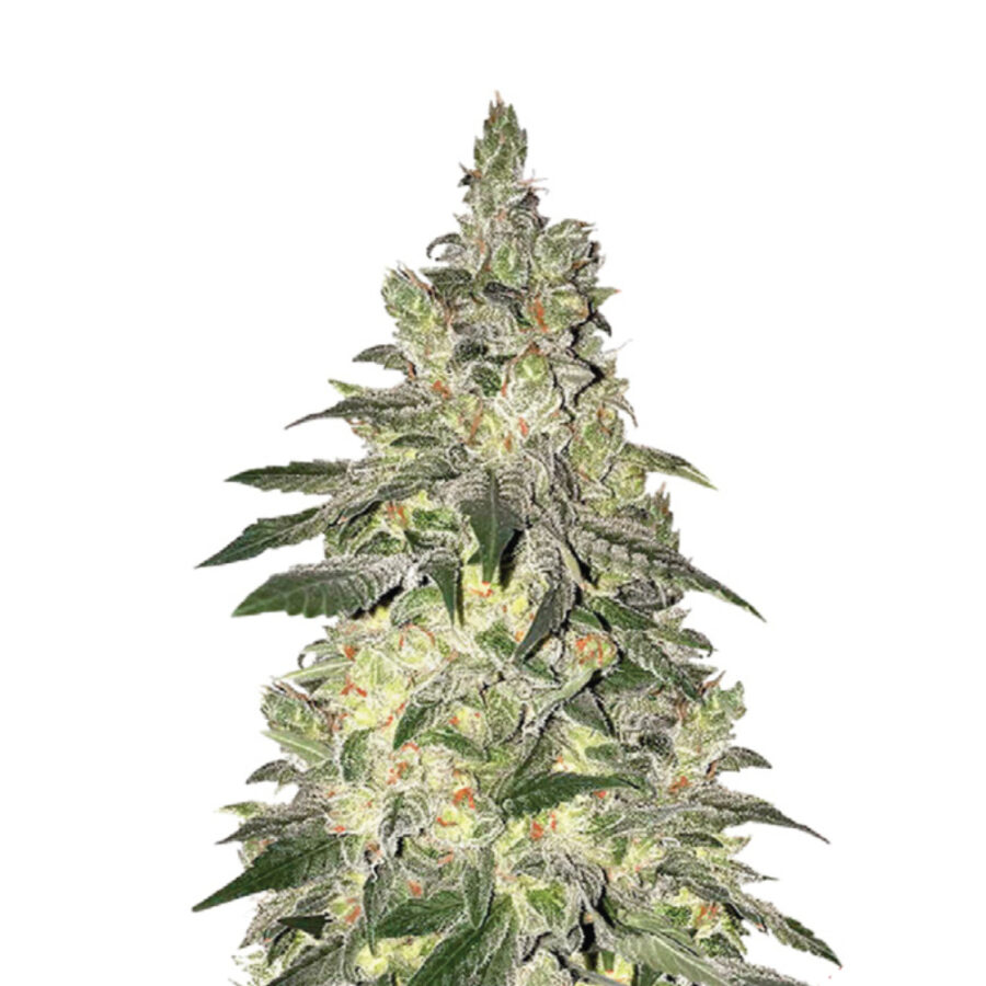 Narcos Kingping Kush Feminized (3 Samen Packung)