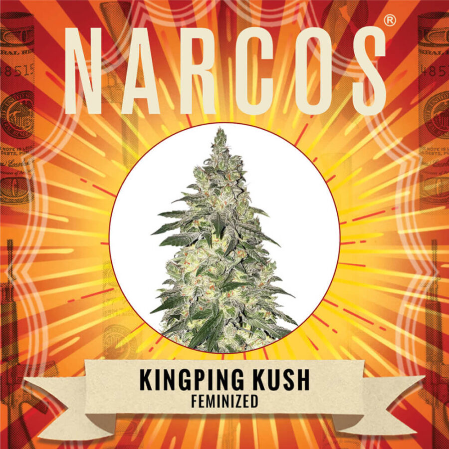 Narcos Kingping Kush Feminized (3 Samen Packung)