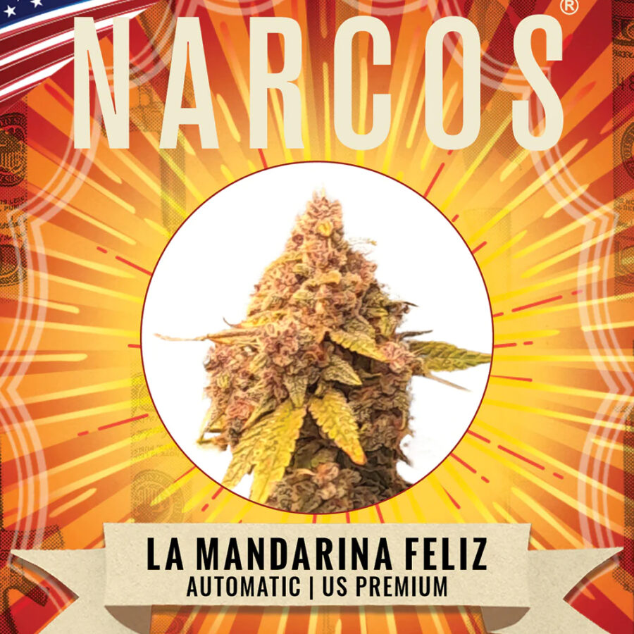 Narcos La Mandarina Feliz Autoflowering (3 Samen Packung)