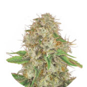 Narcos Medellín Munt Feminized (3 Samen Packung)