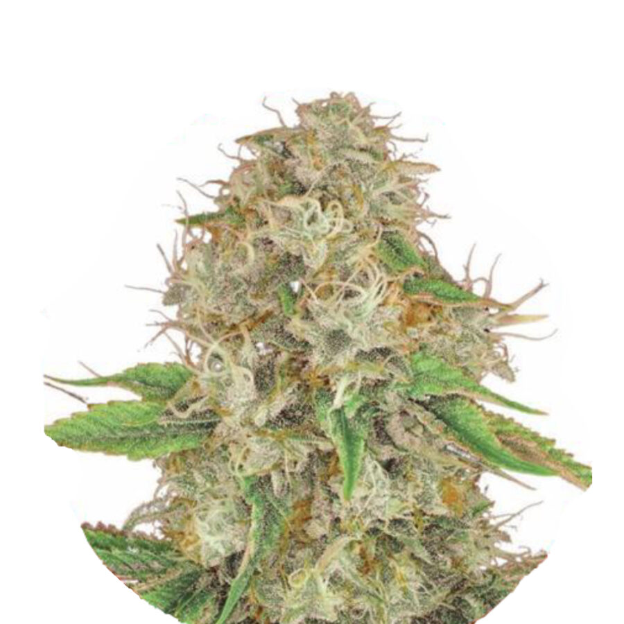 Narcos Medellín Munt Feminized (3 Samen Packung)