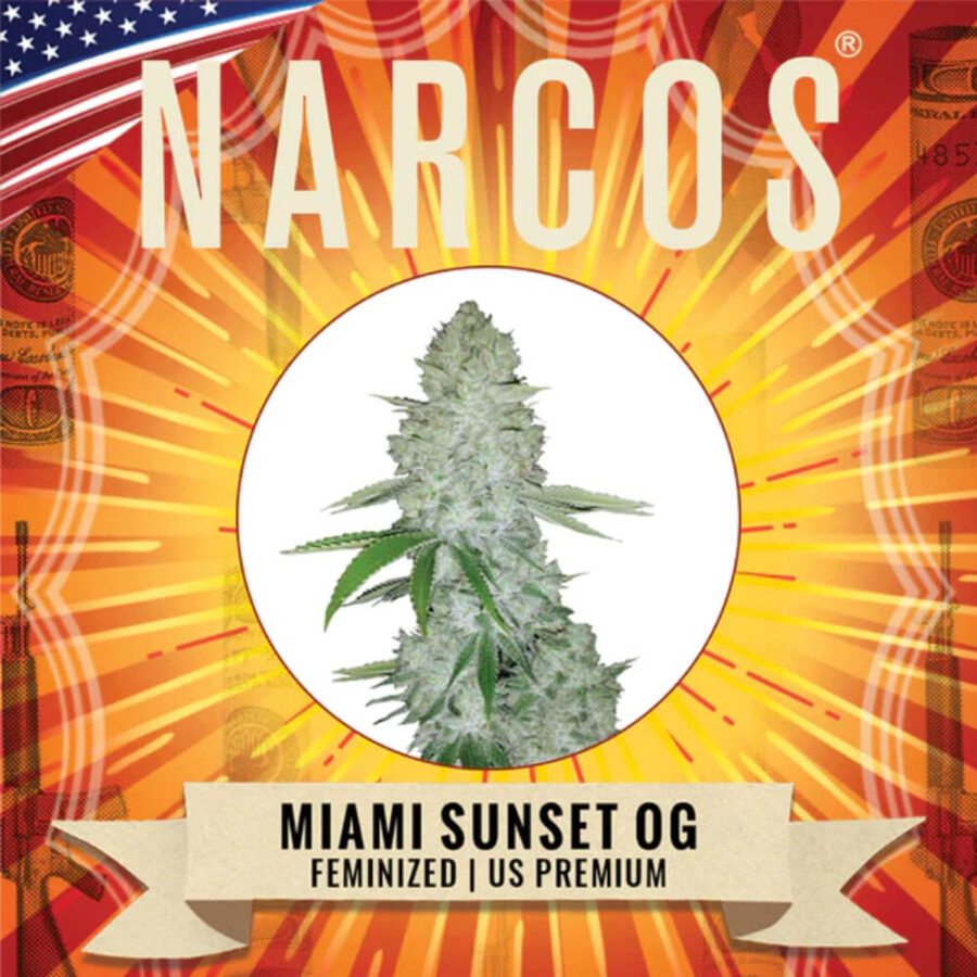 Narcos Miami Sunset OG Feminized (3 Samen Packung)