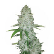 Narcos Miami Sunset OG Feminized (5 Samen Packung)