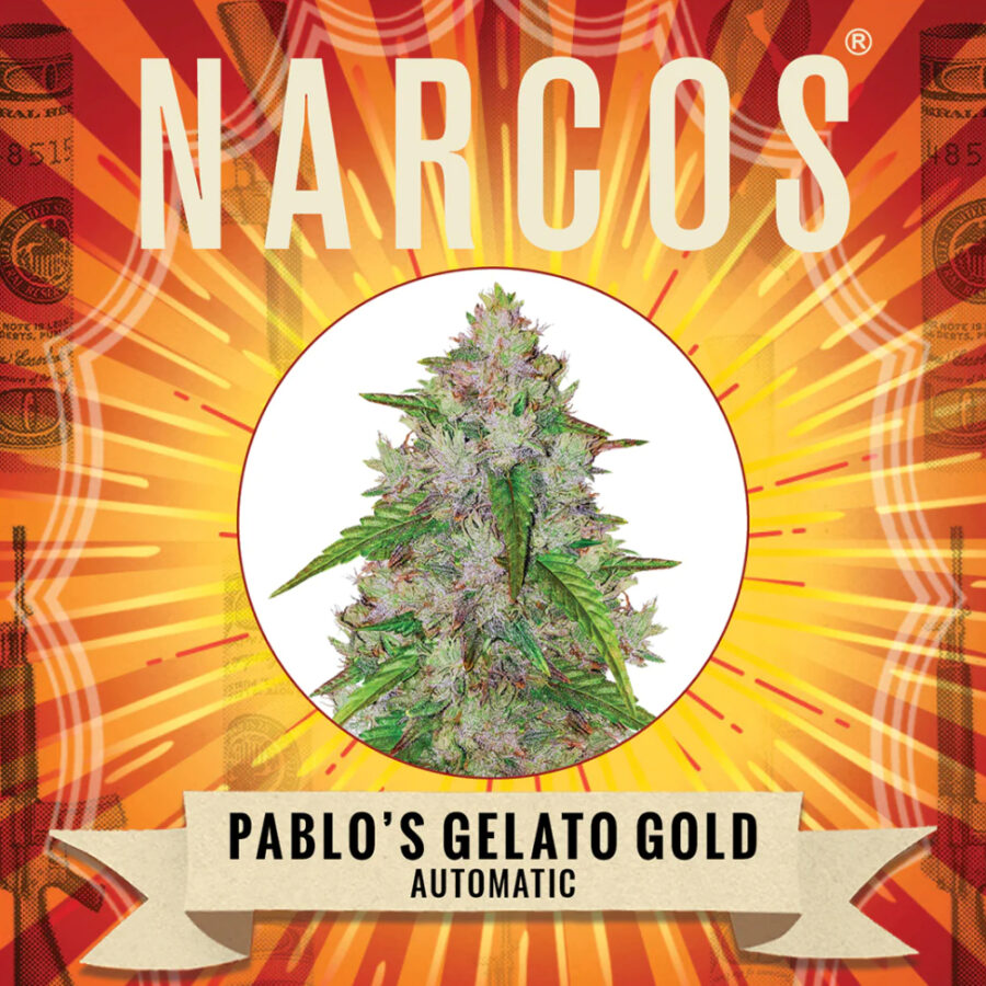 Narcos Pablo's Gelato Gold Autoflowering (3 Samen Packung)