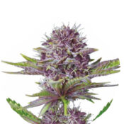 Narcos Sabroso Cherry Feminized (3 Samen Packung)