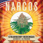 Narcos Strawberry Merengue Autoflowering (5 Samen Packung)