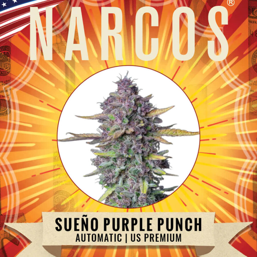 Narcos Sueño Purple Punch Autoflowering (5 Samen Packung)