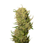 Amsterdam Genetics - AK 020 Autoflower (5 Samen Packung)