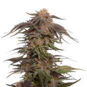 Amsterdam Genetics - Blue Magic (5 Samen Packung)