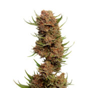 Amsterdam Genetics - Pineapple Kush (5 Samen Packung)