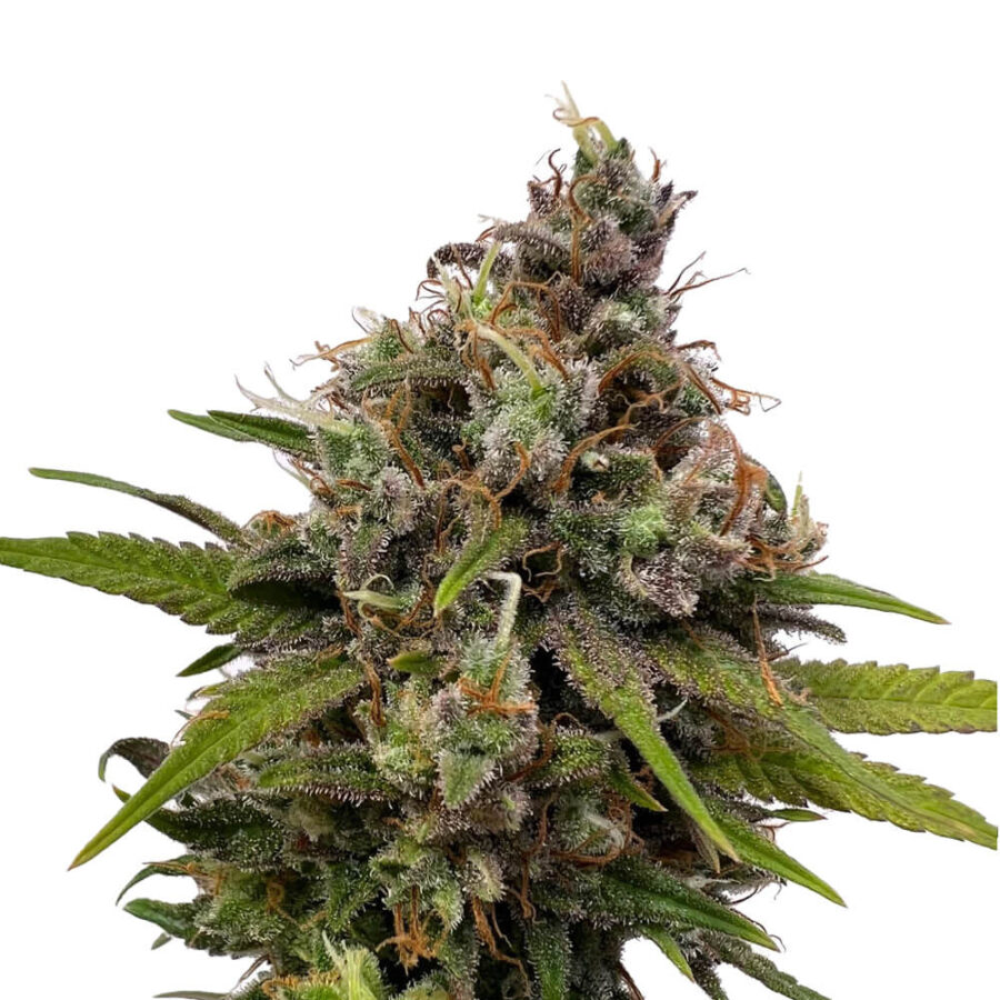 Amsterdam Genetics - White Choco (5 Samen Packung)