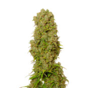 Amsterdam Genetics - White Choco Autoflower (5 Samen Packung)