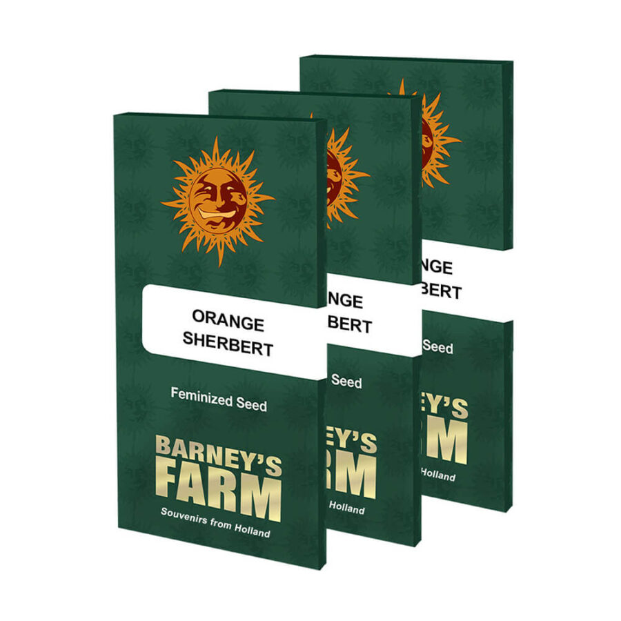 Barney's Farm Orange Sherbert (5 Samen Packung)