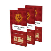 Barney's Farm Purple Punch Auto (3 Samen Packung)