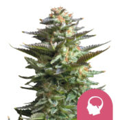 Royal Queen Seeds Quick One autoflowering cannabis seeds (3 Samen Packung)