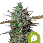 Royal Queen Seeds Blue Cheese Auto autoflowering cannabis seeds (5 Samen Packung)