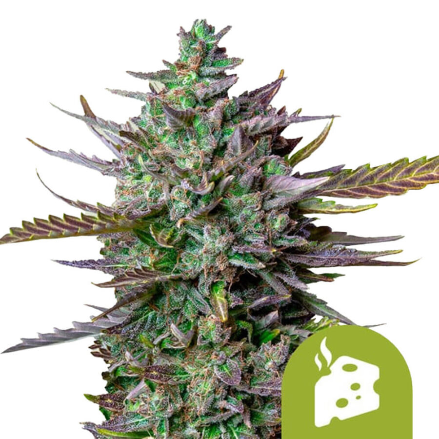 Royal Queen Seeds Blue Cheese Auto autoflowering cannabis seeds (3 Samen Packung)