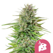 Royal Queen Seeds Blue Cheese feminized cannabis seeds (5 Samen Packung)