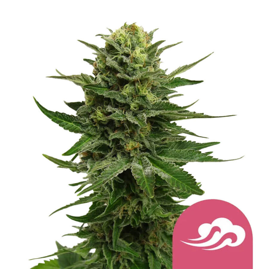 Royal Queen Seeds Blue Mystic feminized cannabis seeds (3 Samen Packung)