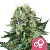 Royal Queen Seeds Bubble Kush feminized cannabis seeds (3 Samen Packung)