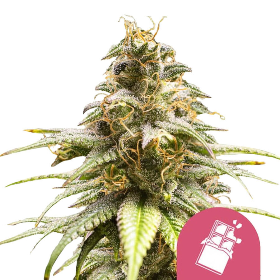 Royal Queen Seeds Chocolate Haze feminized cannabis seeds (3 Samen Packung)