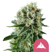 Royal Queen Seeds Chocolate Haze feminized cannabis seeds (3 Samen Packung)