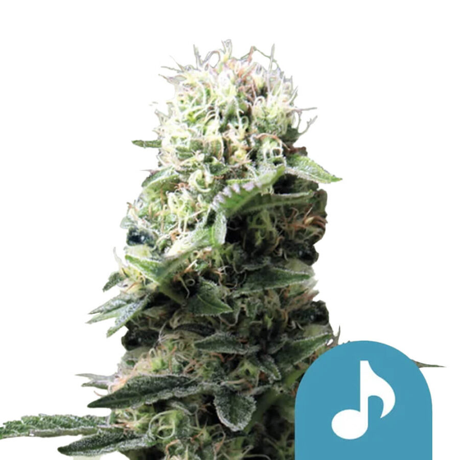 Royal Queen Seeds Dance World CBD cannabis seeds (3 Samen Packung)