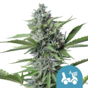 Royal Queen Seeds Royal Domina feminized cannabis seeds (3 Samen Packung)