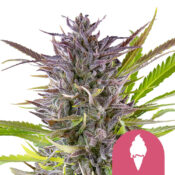 Royal Queen Seeds Solomatic CBD cannabis seeds (5 Samen Packung)