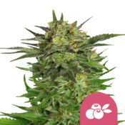 Royal Queen Seeds Lemon Shining Silver Haze feminized cannabis seeds (3 Samen Packung)