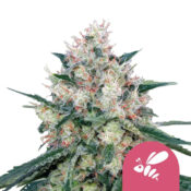 Royal Queen Seeds Candy Kush Express feminized cannabis seeds (3 Samen Packung)