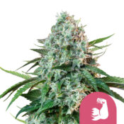 Royal Queen Seeds Hulk Berry feminized cannabis seeds (3 Samen Packung)