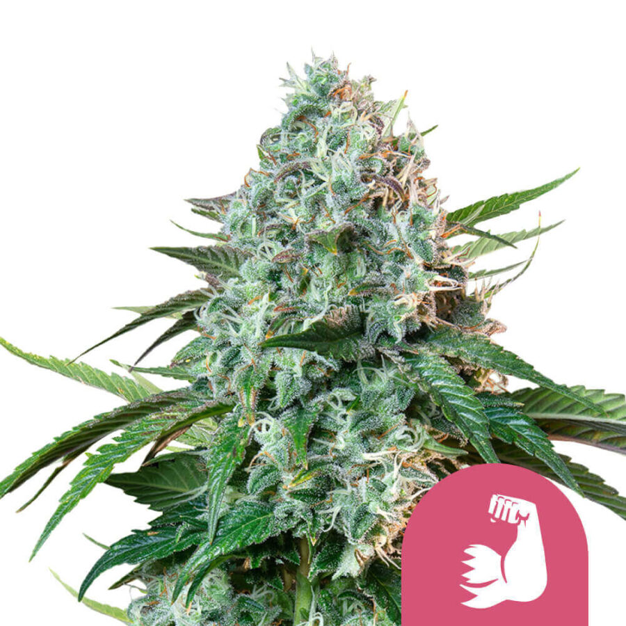 Royal Queen Seeds Hulk Berry feminized cannabis seeds (3 Samen Packung)