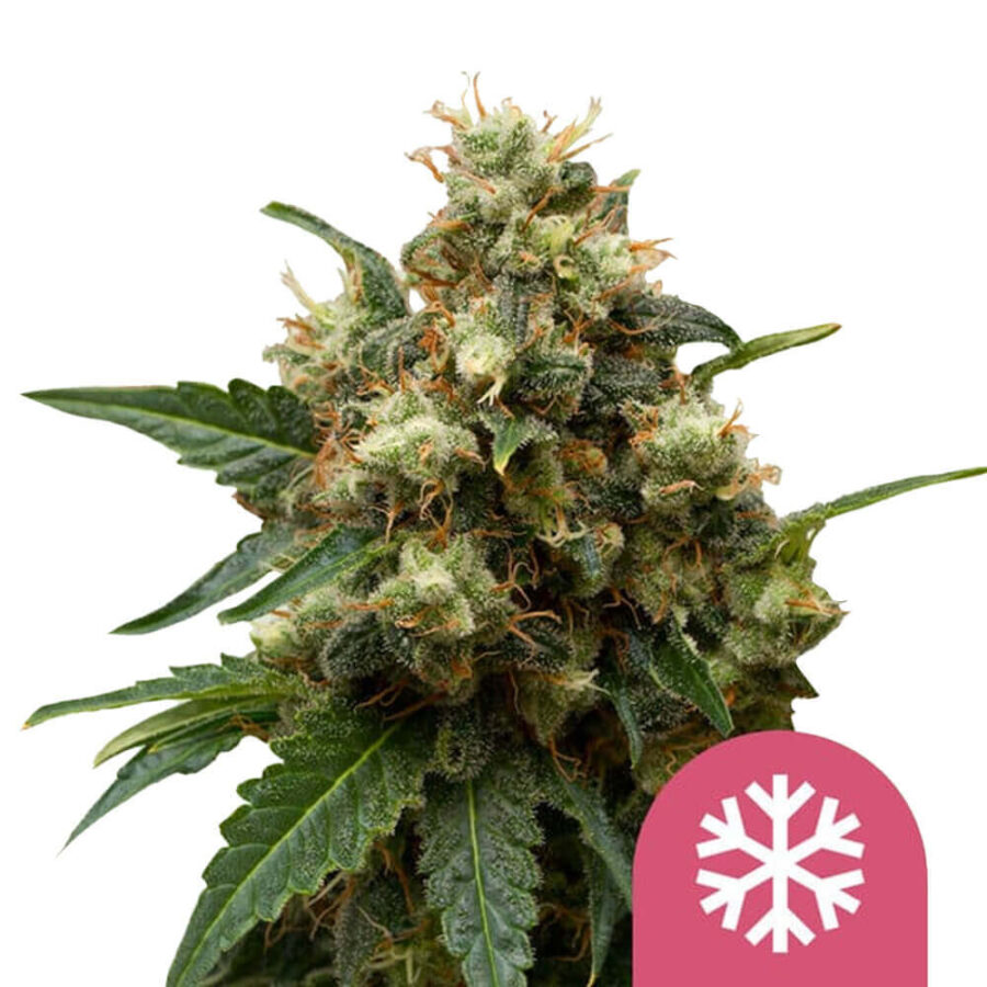 Royal Queen Seeds ICE feminized cannabis seeds (5 Samen Packung)