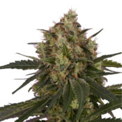 Royal Queen Seeds ICE feminized cannabis seeds (5 Samen Packung)