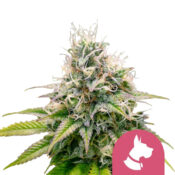 Royal Queen Seeds Candy Kush Express feminized cannabis seeds (3 Samen Packung)