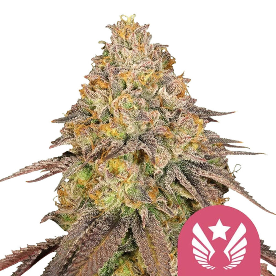 Royal Queen Seeds Legendary OG Punch feminized cannabis seeds (3 Samen Packung)