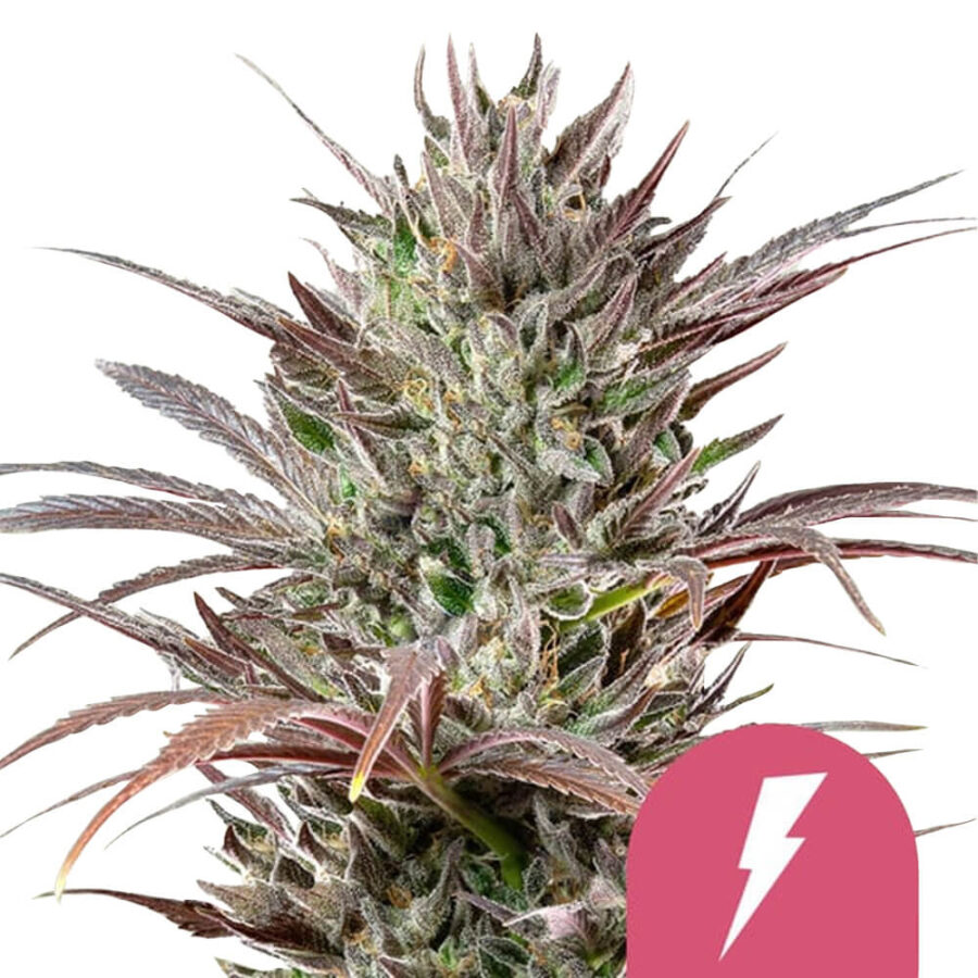 Royal Queen Seeds North Thunderfuck Feminized cannabis seeds (3 Samen Packung)