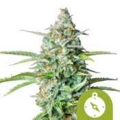 Royal Queen Seeds Kali Dog feminized cannabis seeds (5 Samen Packung)