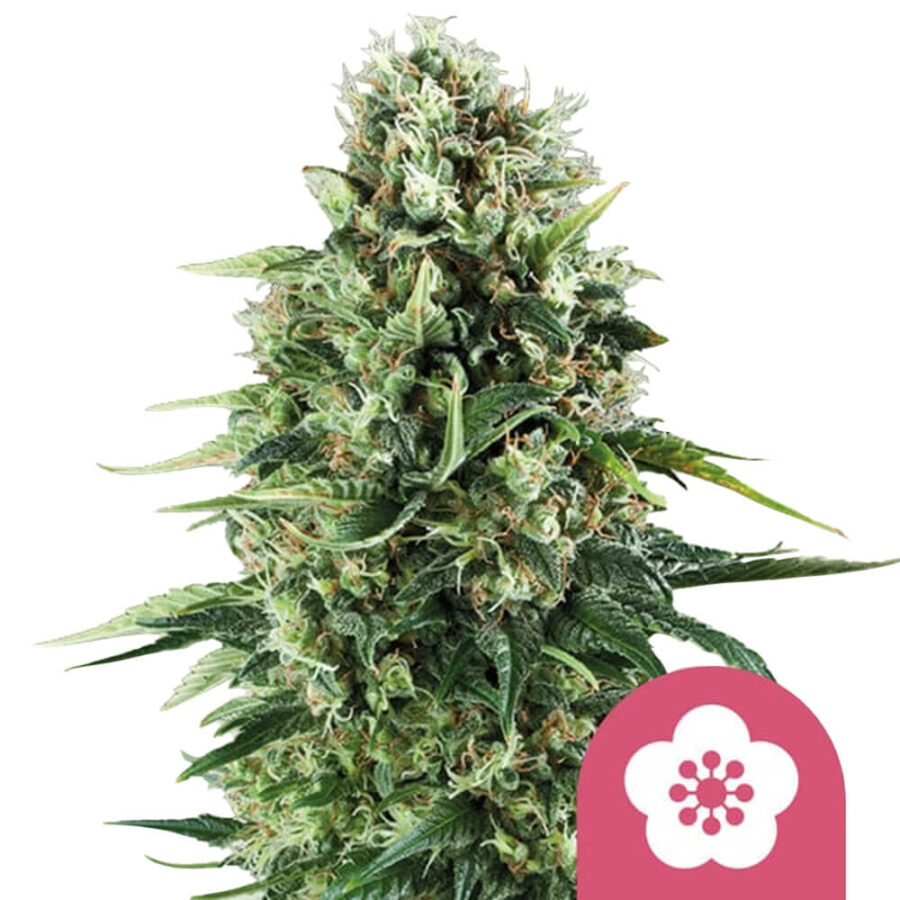 Royal Queen Seeds Power Flower feminized cannabis seeds (3 Samen Packung)