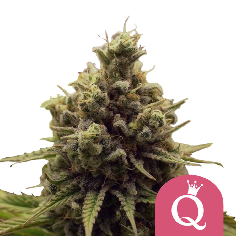 Royal Queen Seeds Purple Queen feminized cannabis seeds (3 Samen Packung)