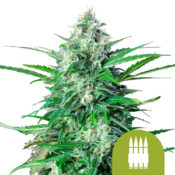 Royal Queen Seeds Sweet Skunk Auto autoflowering cannabis seeds (5 Samen Packung)